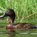 Hardhead, first record in the last 7 years according to JS<br />Canon EOS 7D + EF300 F2.8L III + EF1.4xII Hardhead, first record in the last 7 years according to JS<br />Canon EOS 7D + EF300 F2.8L III + EF1.4xII